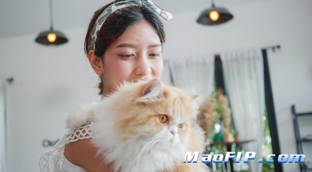 猫传腹复发都有哪些症状