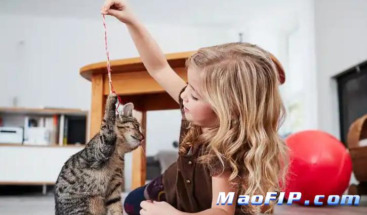 猫传腹治好需要多少钱