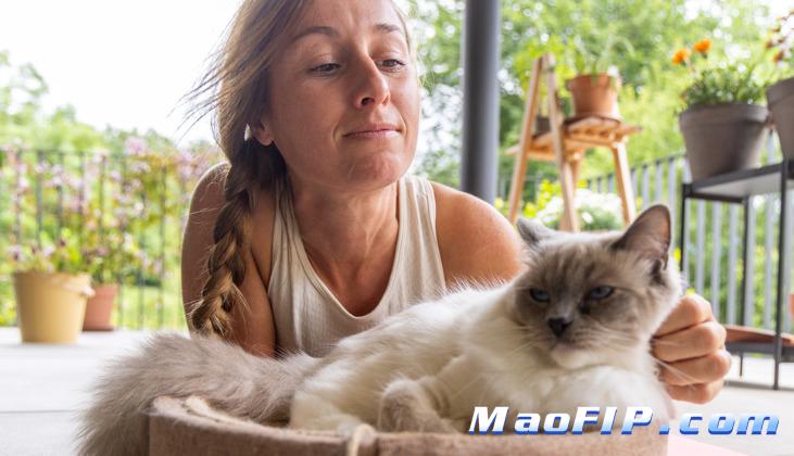 猫传腹打多久441可以停针