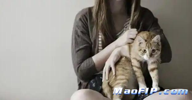 猫传染性腹膜炎的腹腔积液