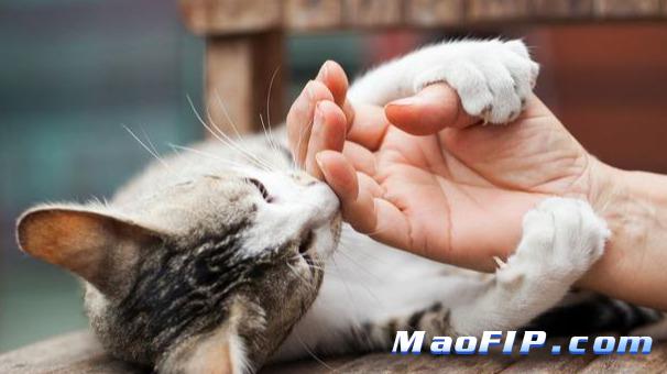 猫传腹治疗期间猫咪情绪重要吗