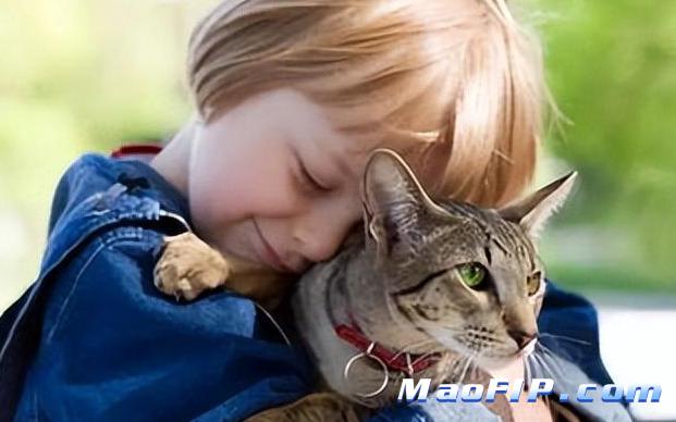 猫传腹早期症状