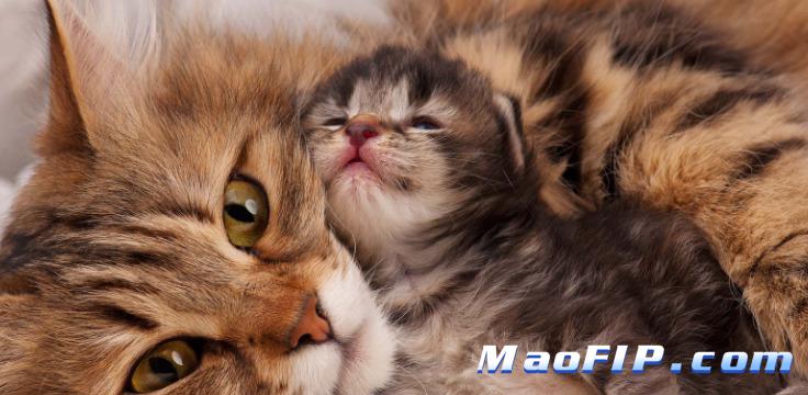 猫传染性腹膜炎治疗药物有哪些