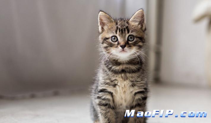 猫传腹怎么治疗多少钱