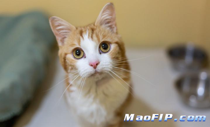 猫怎么得了猫传腹