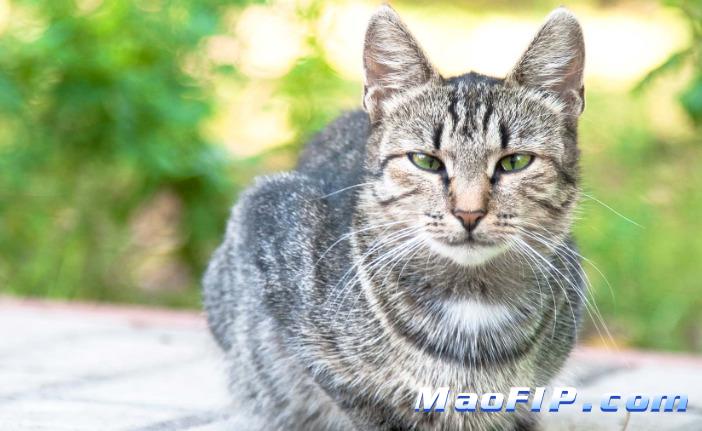 猫传染性腹膜炎确诊需要做什么检查