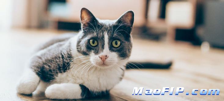 猫传染性腹膜炎的体重下降