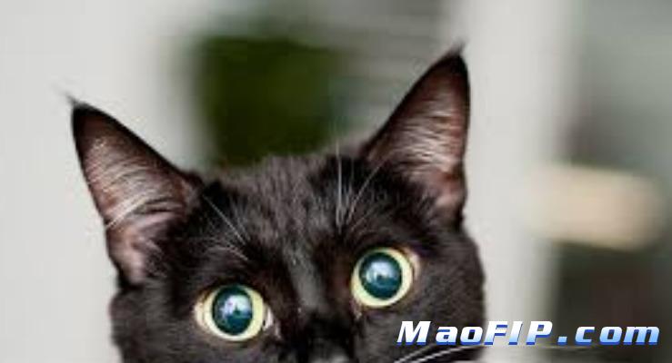 猫传染性腹膜炎的治疗原则有哪些