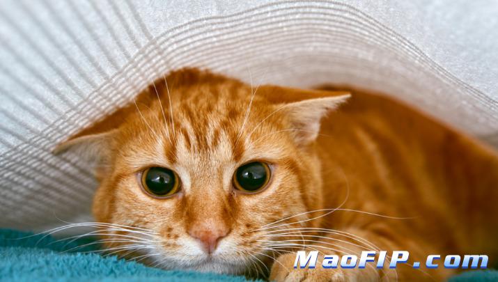 猫传腹初期症状有哪些症状