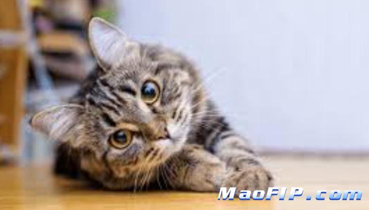 猫传腹用药后还需要继续调理吗