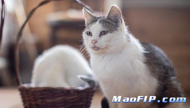 猫传腹用药多久能看到效果