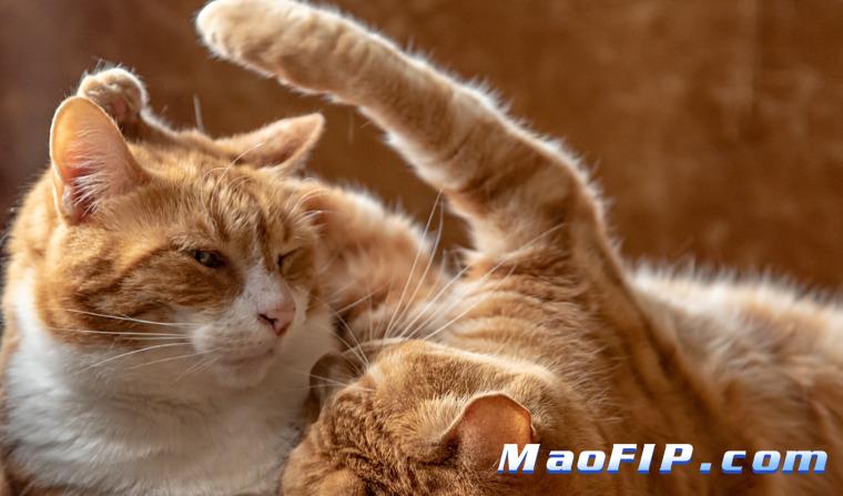 猫传腹打GS-441524一般要打多久