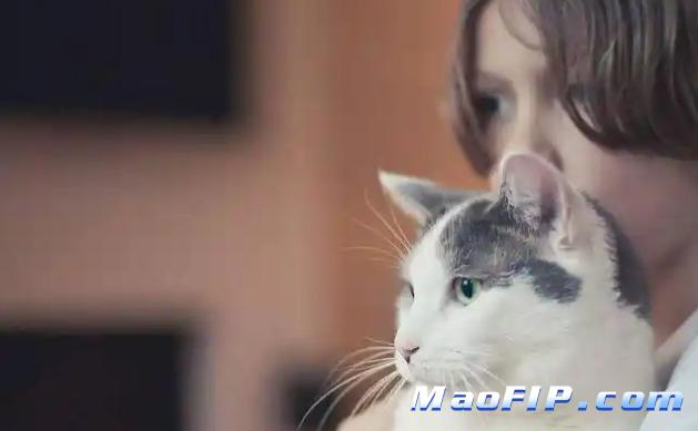 猫传腹GS-441524打多久可以停针