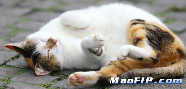 猫传腹出现神经症状还能活多久