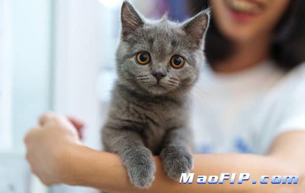 猫传腹治愈多少钱