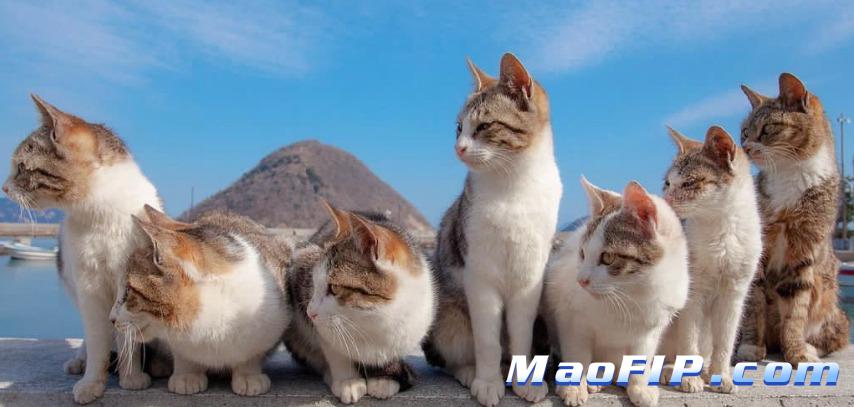 猫传腹会引起什么病