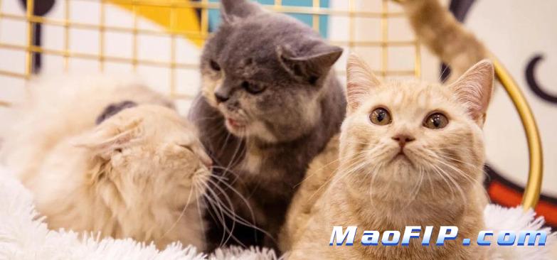 猫咪得了传腹怎么办，如何确诊