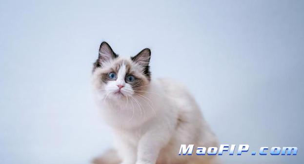 猫咪得了猫传腹是什么症状