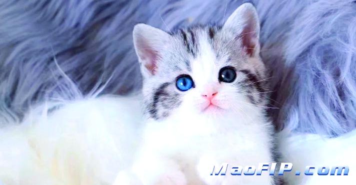 得了猫传腹猫咪的寿命