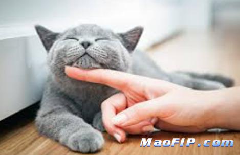 猫传腹要不要多找几家医院看