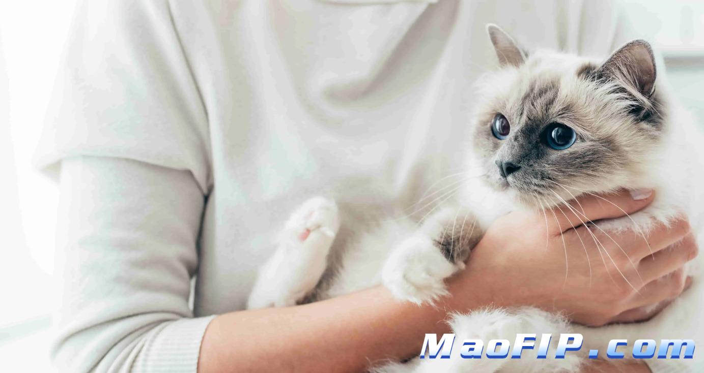 猫传腹用GS-441524多久能停针