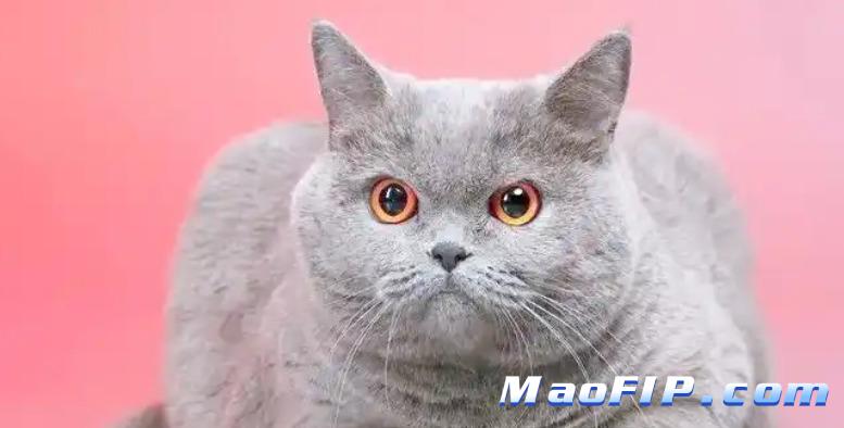 猫传腹用441一个月能好吗