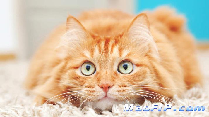 干性猫传腹最明显的症状早期