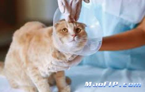 猫传腹自愈可能性多大