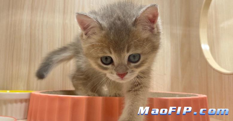 干性猫传染性腹膜炎(FIP)治好了会复发吗