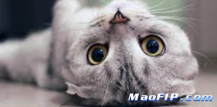 猫传腹进口药一针多少钱