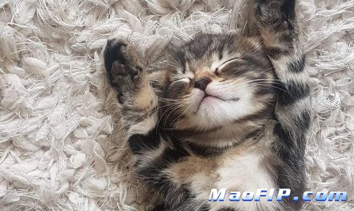 猫传腹会不会传染给人