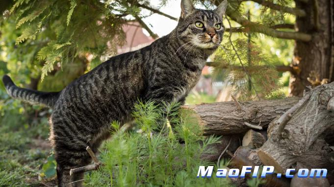 猫传腹不治会死吗