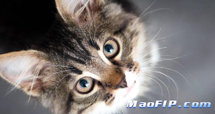 猫传腹会活多久