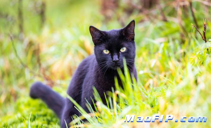 猫传腹了还能挨着主人睡吗