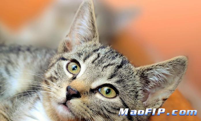 小猫传腹是怎么引起的