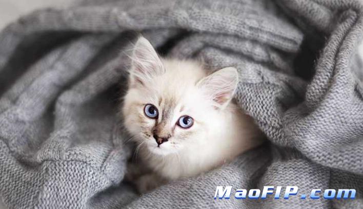 猫传染性腹膜炎症状体征