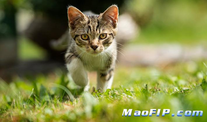 小猫传腹是什么病