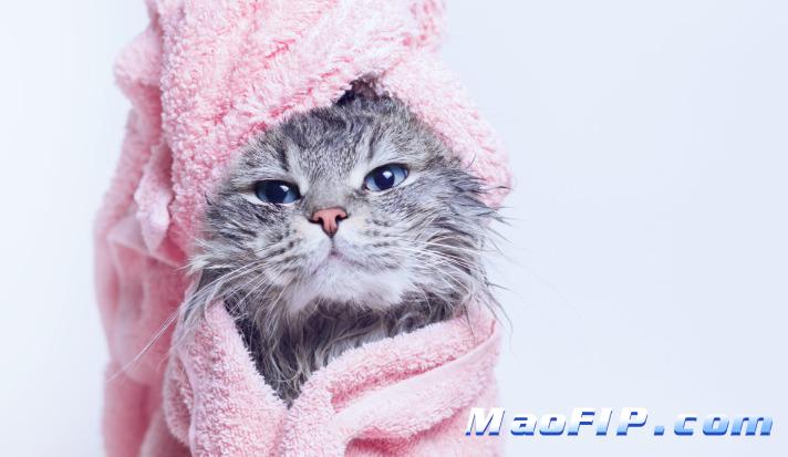 猫传腹治好花多少钱