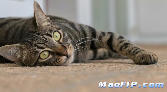 猫传腹的初期表现猫咪