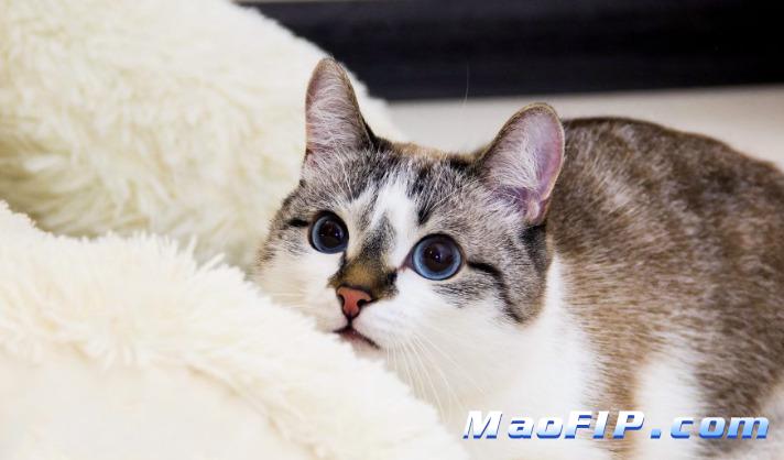 猫传腹打针打哪个部位