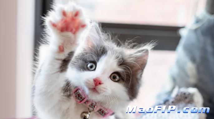 猫传腹症状传染人吗