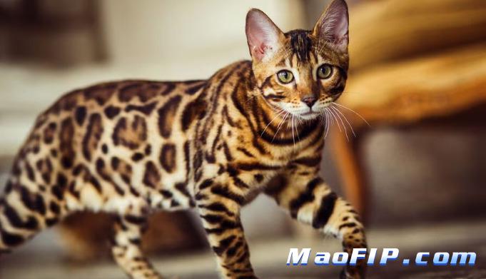 干性猫传腹会导致瘫痪吗