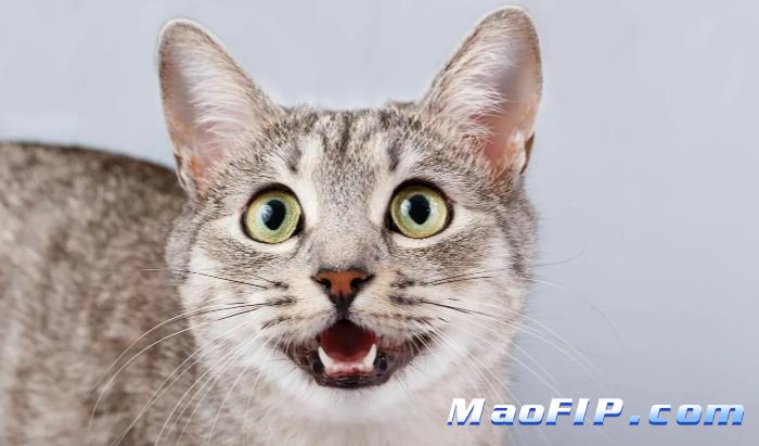 猫传腹的疫苗接种策略