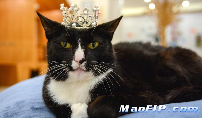 猫传腹肚子硬还是软