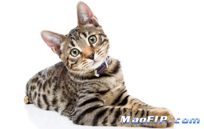 猫传腹和腹水其他原因区别