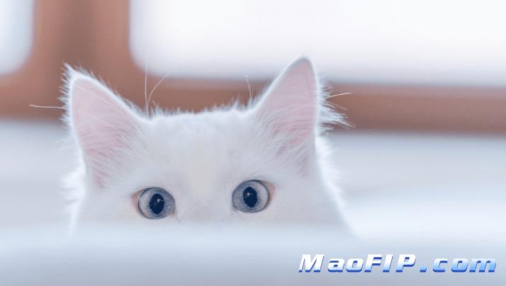 猫传染性腹膜炎治愈几率