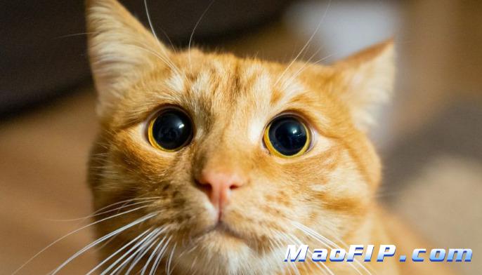 猫传腹的疫苗安全性