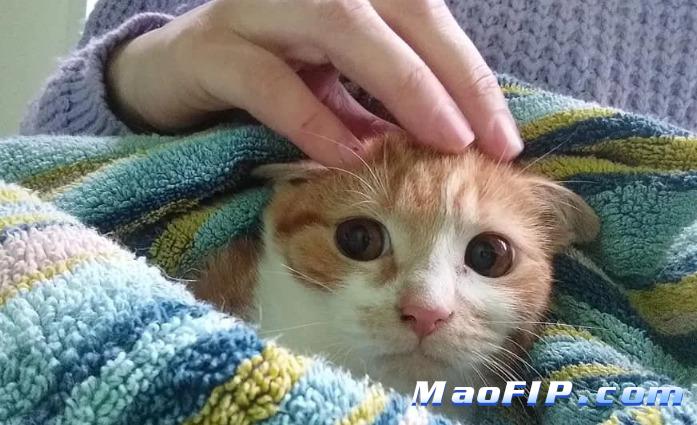 干性猫传腹早期症状