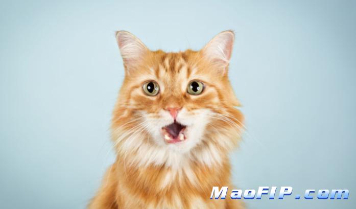 猫传腹自己会好吗