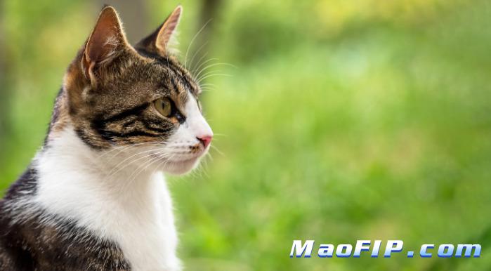 猫传腹治疗能不能边治边观察